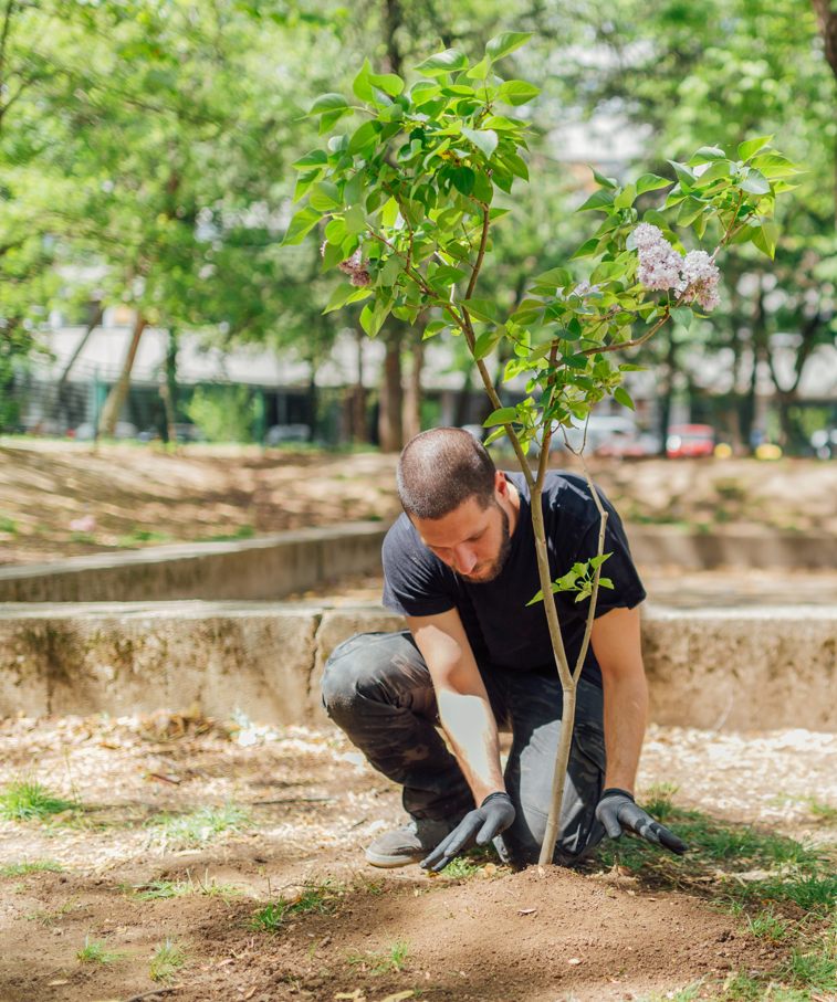 Planting Roots